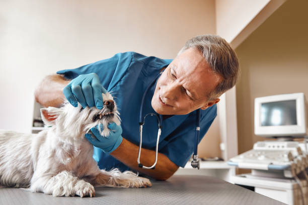 Best Tooth Infection Emergency Dentist  in North Terre Haute, IN